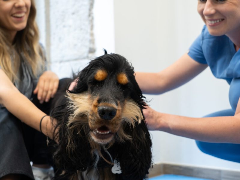 choisir un bon ostéopathe chien chat lyon